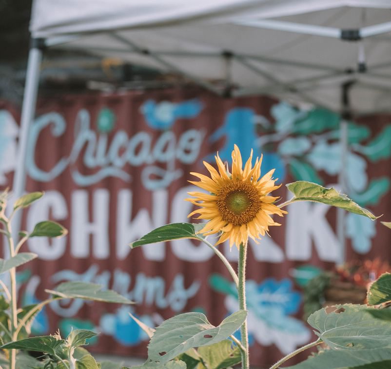 sunflower in urban farm